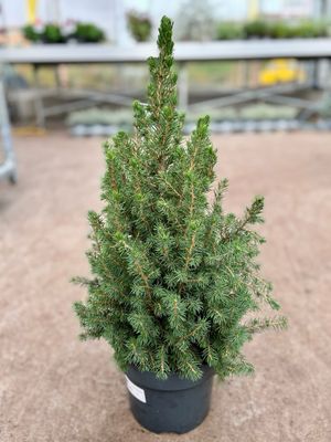 Picea glauca 'Conica' (Spar) OP=OP
