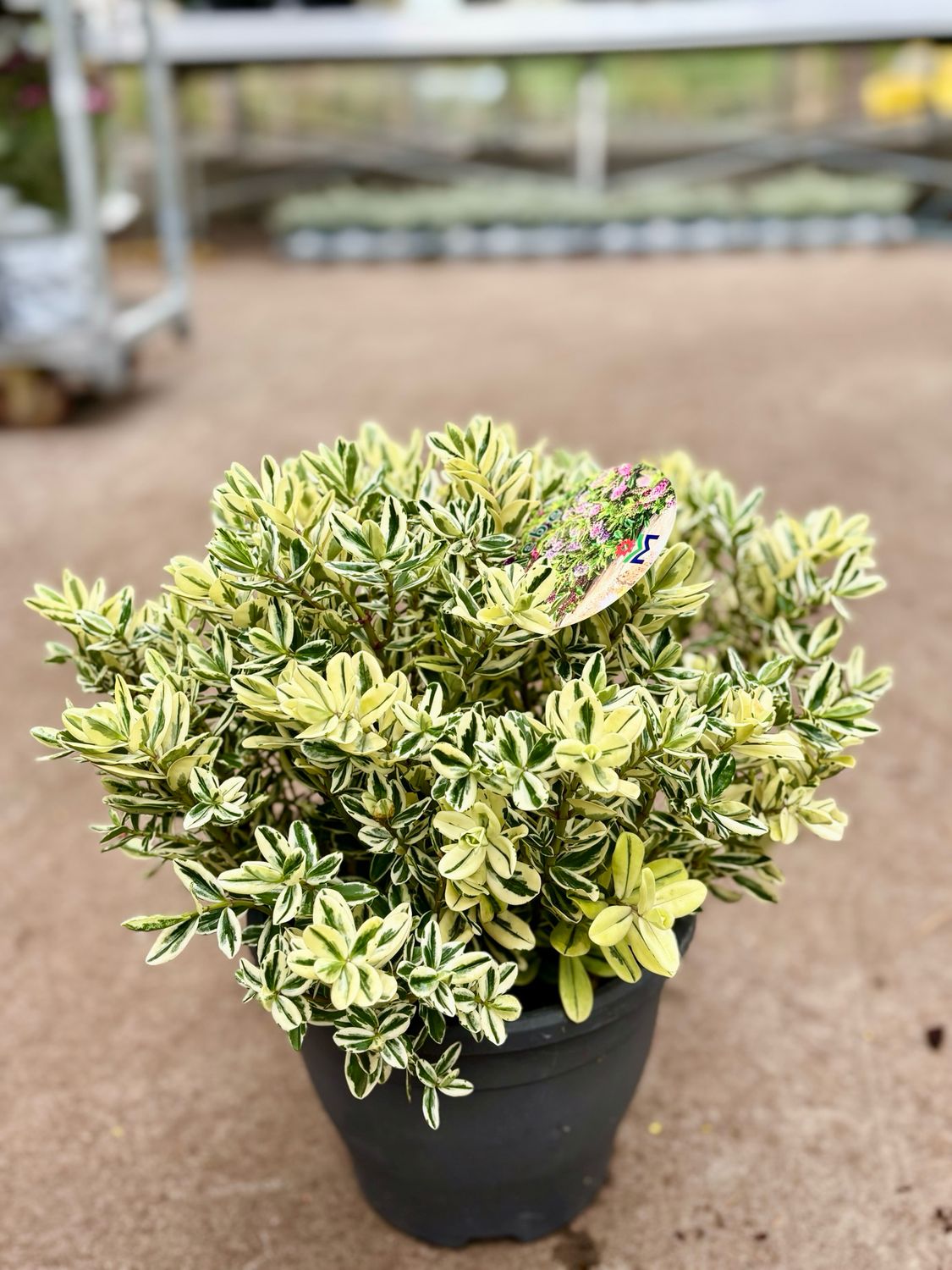 Bonte Hebe (Struikveronica) OP=OP