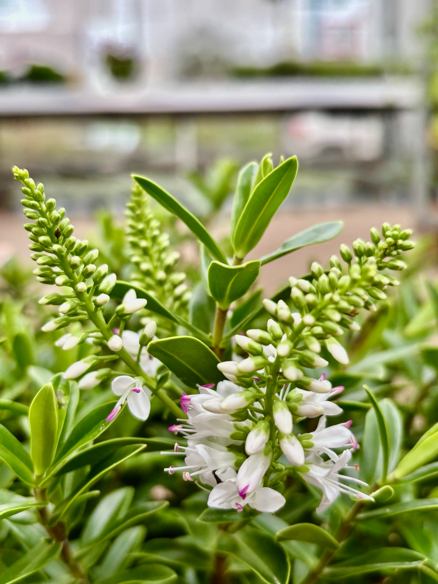 Hebe Wit  (Struikveronica) OP=OP