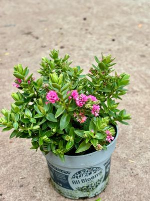 Hebe (Struikveronica) 4 voor €10 OP=OP