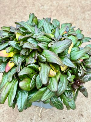 Ajuga (Zenegroen) 4 Voor €10 OP=OP