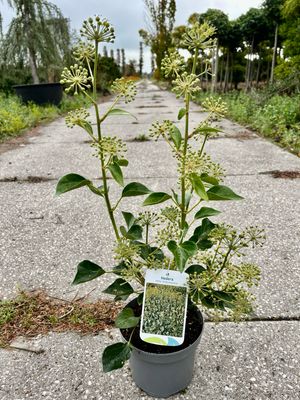 Hedera helix ‘Arborescens’ (Struik Klimop) OP=OP