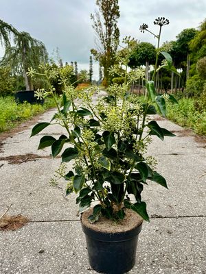 Hedera helix ‘Arborescens’ (Struik Klimop) OP=OP