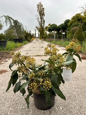 Hedera colchica 'Arborescens' (Struikklimop langzaam groeiend ) OP=OP