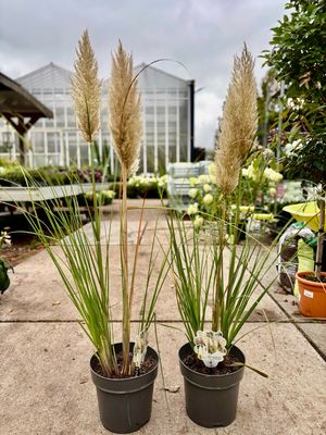 Cortaderia selloana 'Junior' (Pampasgras) OP=OP