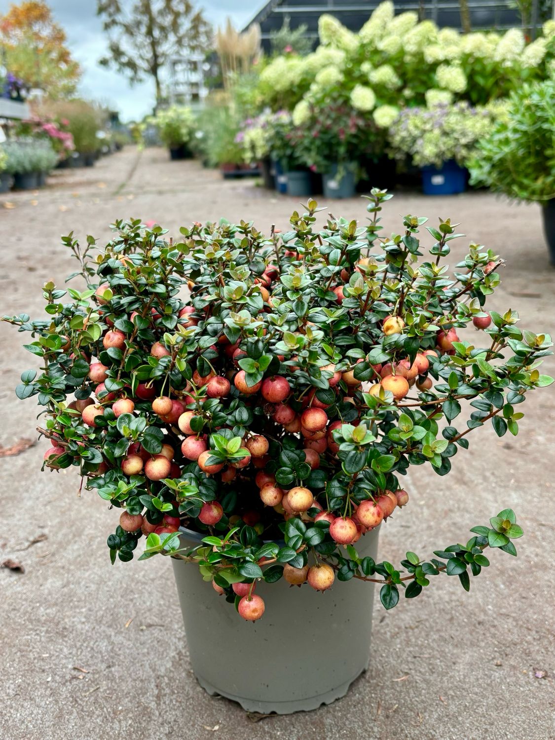 Ugni Molinae Pretty Berry (Chileense guave) OP=OP