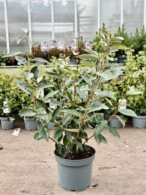 Elaeagnus (Olijfwilg) OP=OP