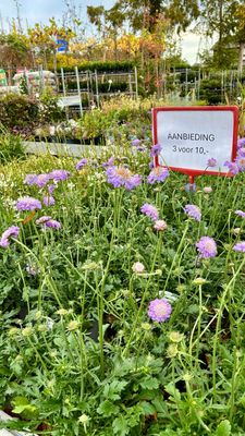Scabiosa (Duifkruid) 3 voor €10 OP=OP