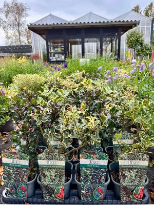 Ilex ‘Blue Angel’ en Ilex ‘Argentea Marginata’ (Hulst) 3 voor €10 OP=OP