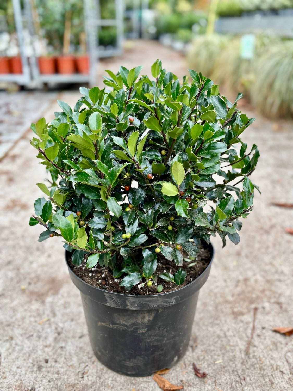 Ilex blue maid bol (Hulst) OP=OP