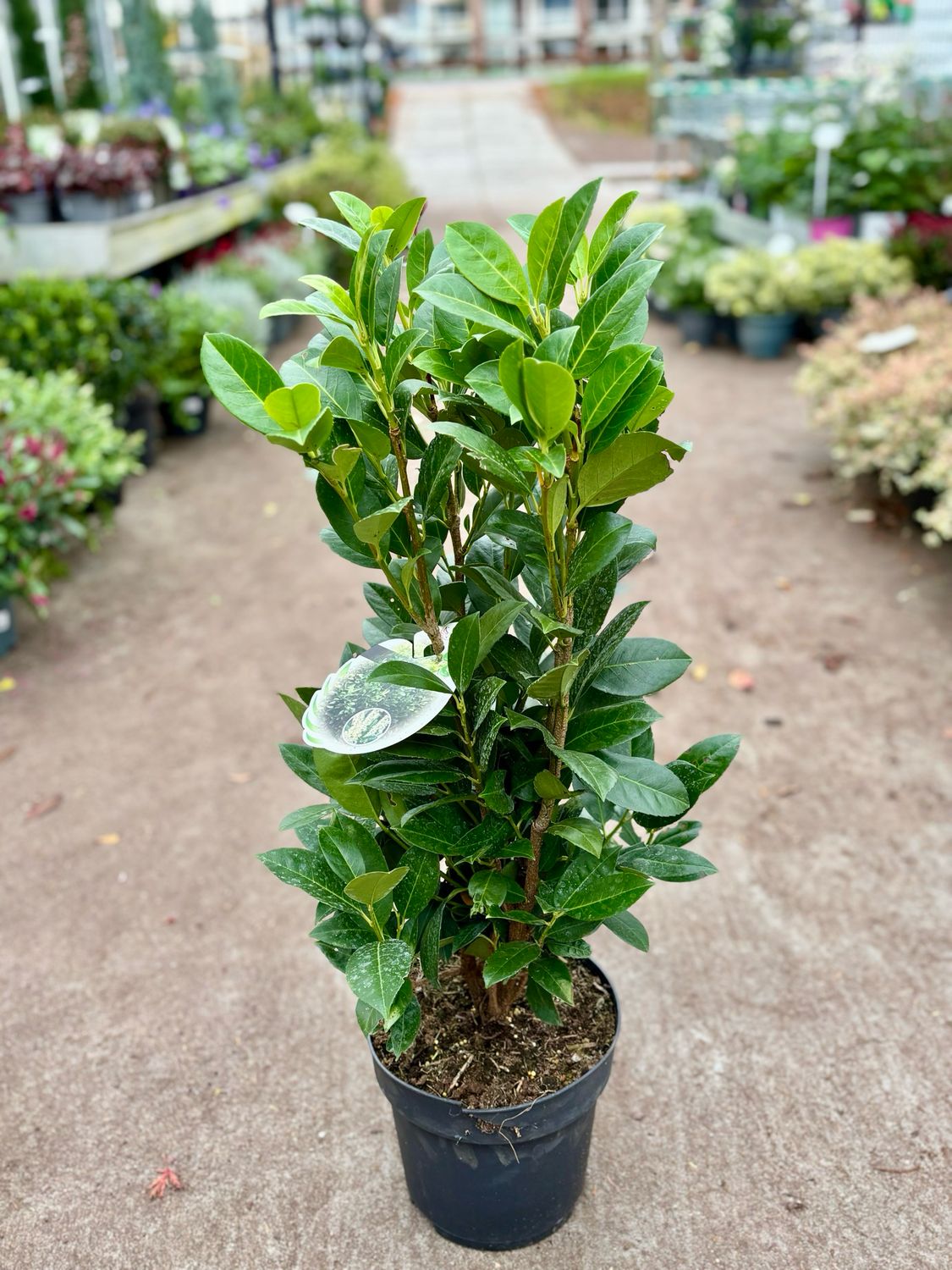 Prunus laurocerasus 'Obelisk (Laurier) OP=OP