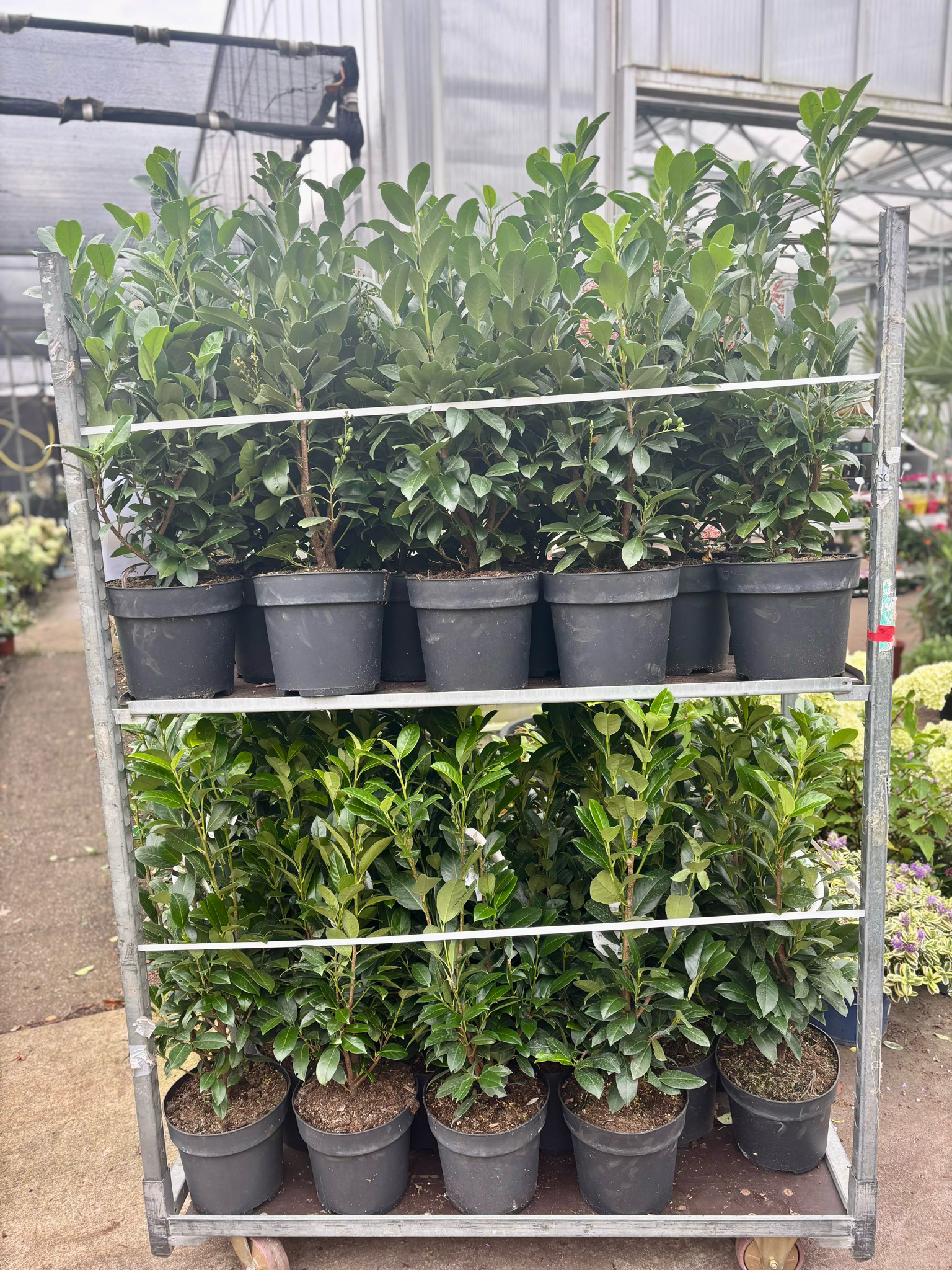 Prunus laurocerasus 'Obelisk (Laurier) OP=OP