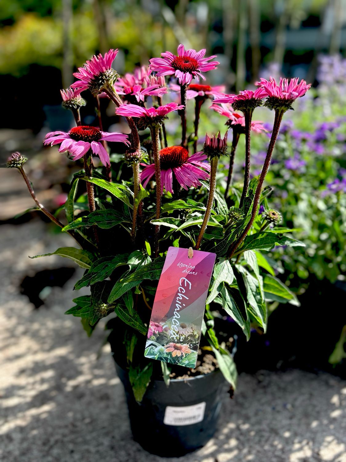 Echinacea (Zonnehoed) Verschillende Kleuren OP=OP