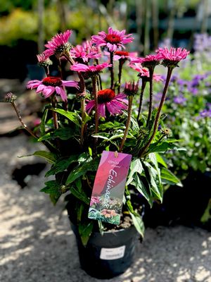 Echinacea (Zonnehoed) Verschillende Kleuren OP=OP