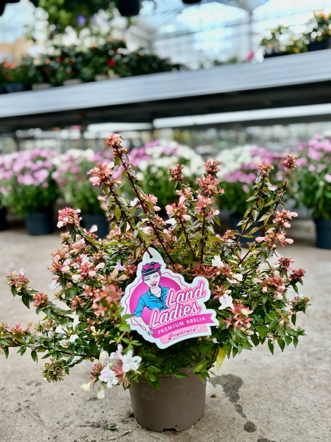 Abelia grandiflora (Abelia) OP=OP