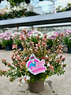 Abelia grandiflora (Abelia) OP=OP