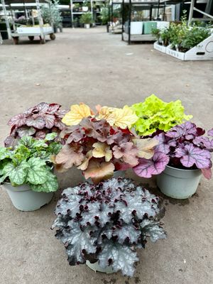 Heuchera (Purperklokje witte bloem) 4voor €10 OP=OP
