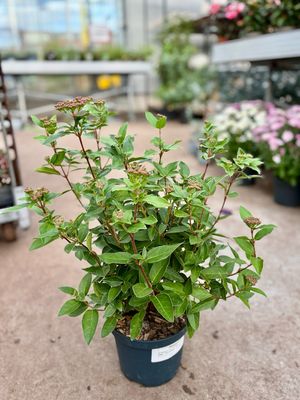 Viburnum tinus (Sneeuwbal) OP=OP