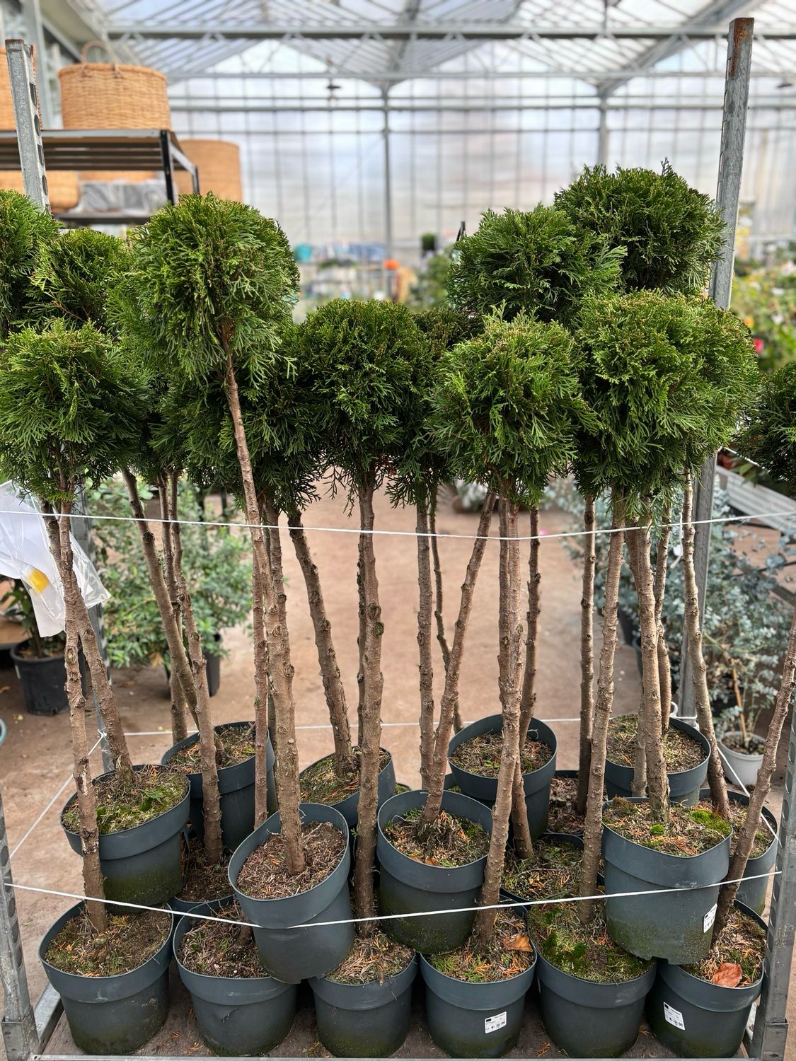 Thuja (Levensboom op stam)OP=OP