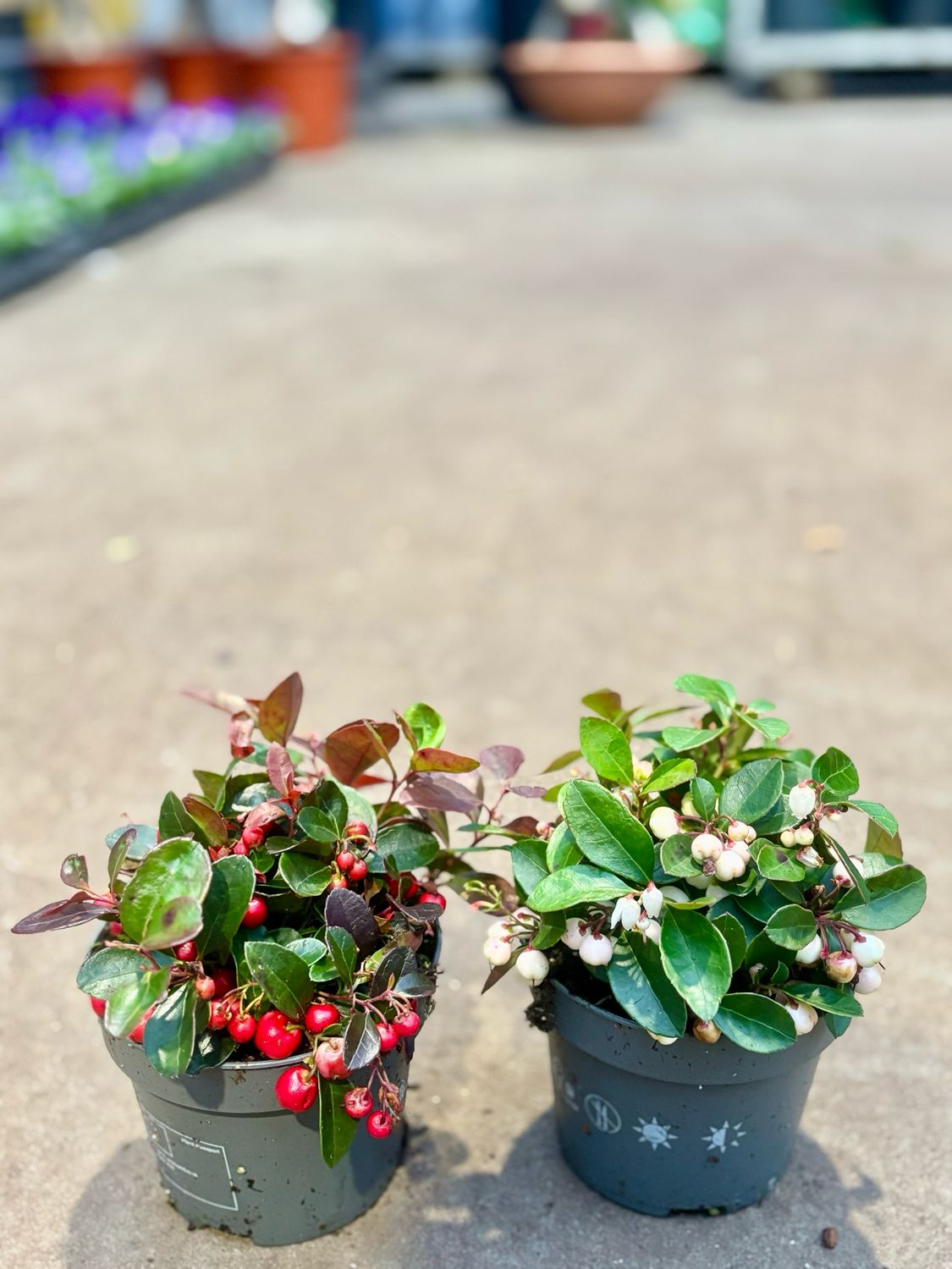 Gaultheria Big Berry (Bergthee) wit en rood OP=OP