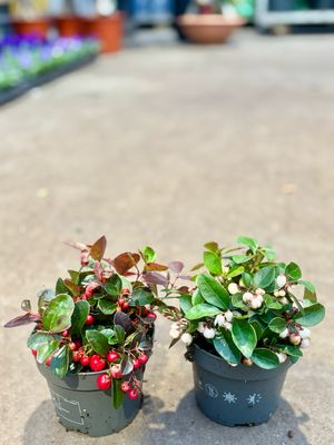 Gaultheria Big Berry (Bergthee) wit en rood OP=OP