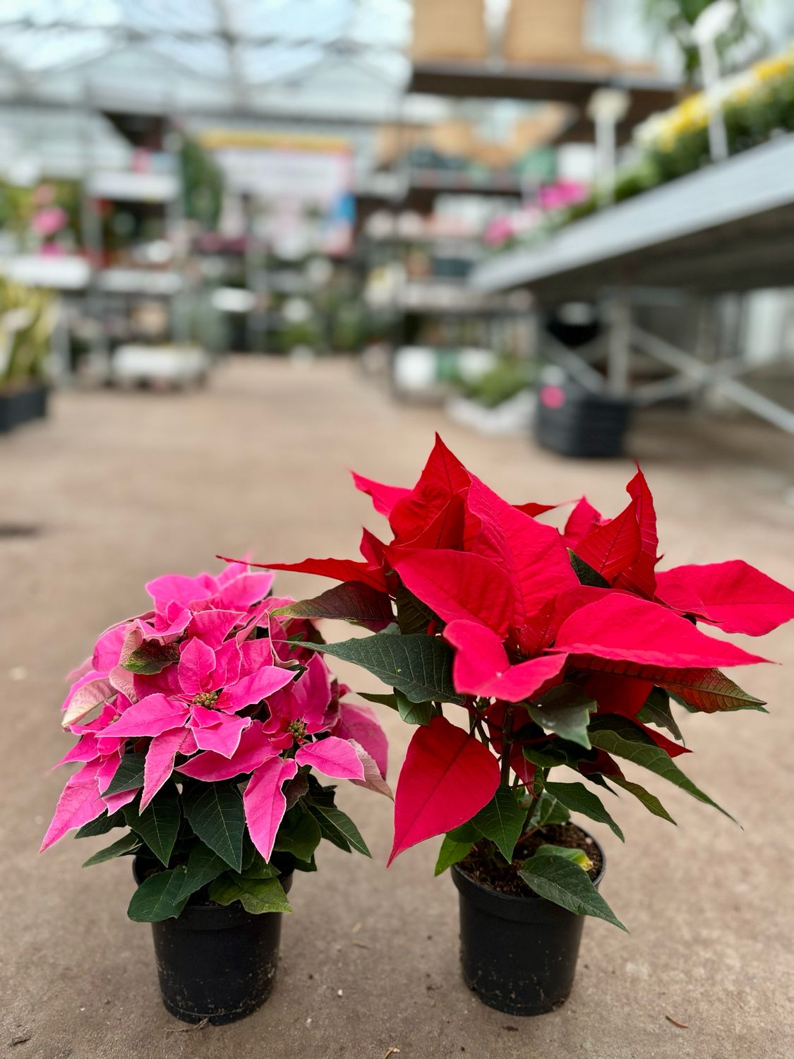 Kerstster (Euphorbia) roze en rood