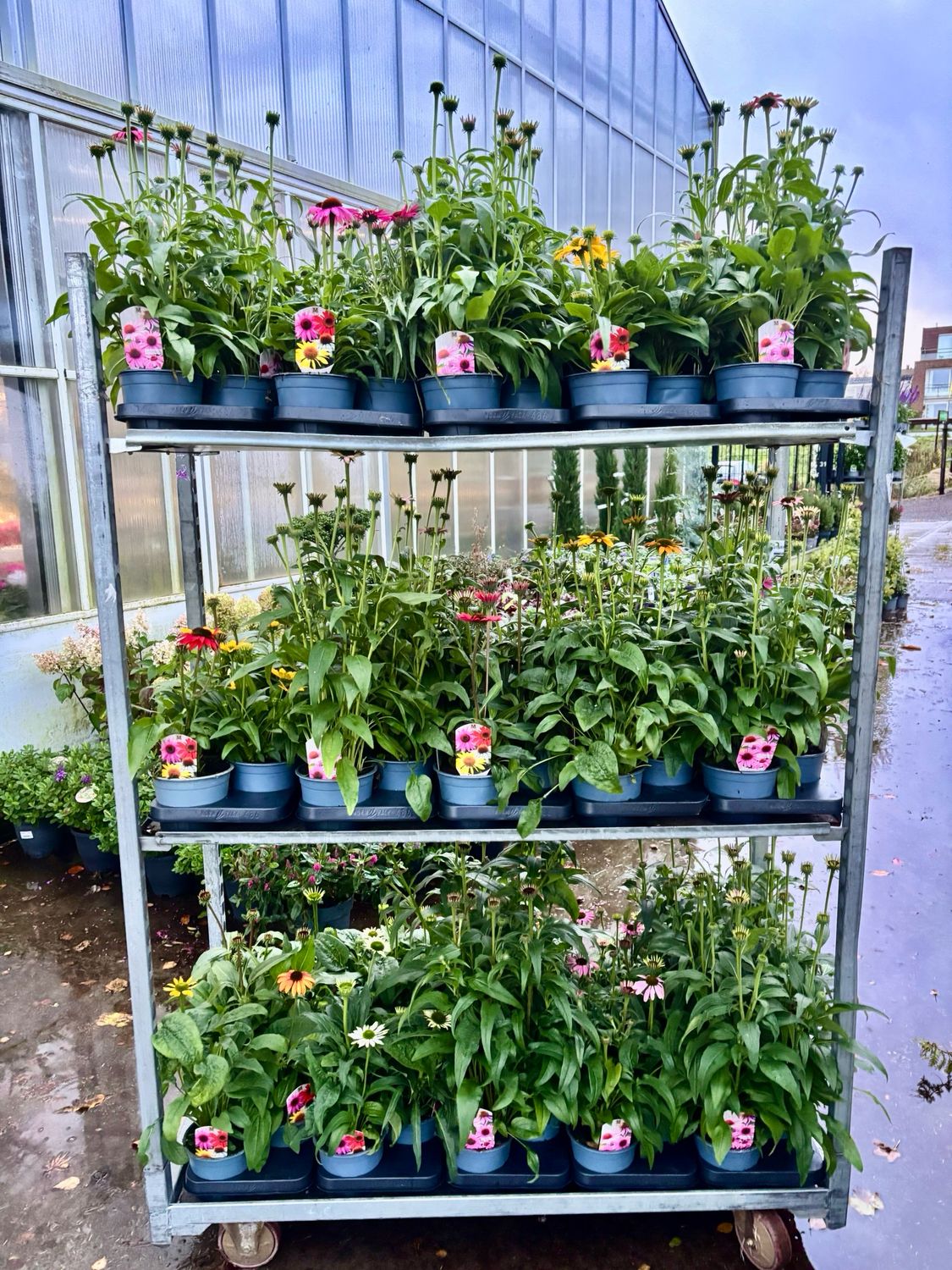 Echinacea (Zonnehoed) Verschillende Kleuren OP=OP