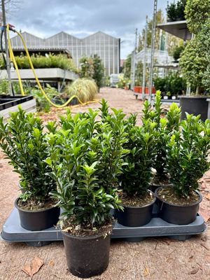 Euonymus japonicus ‘Green Spire’ (Kardinaalsmuts) OP=OP