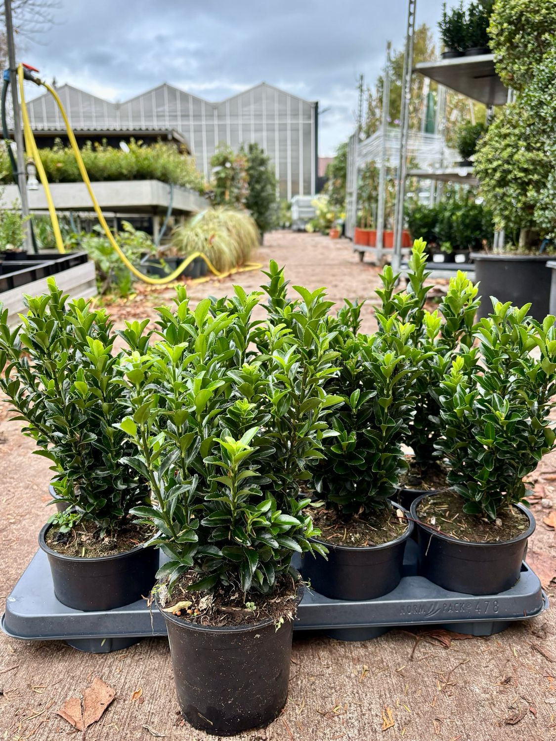 Euonymus japonicus ‘Green Spire’ (Kardinaalsmuts) OP=OP