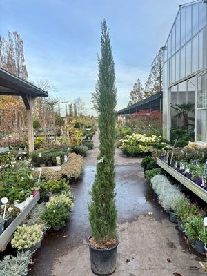 Cupressus Sempervirens Pyramidalis (Italiaanse  Cipres) OP=OP