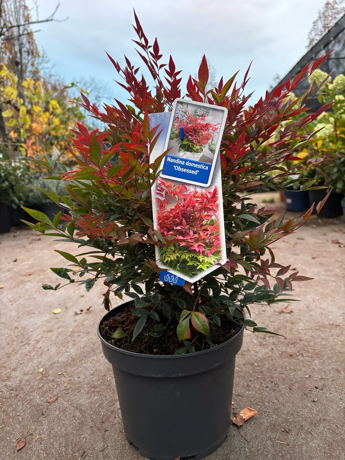 Nandina Obsessed (Hemelse bamboe) OP=OP