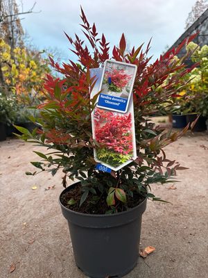 Nandina Obsessed (Hemelse bamboe) OP=OP