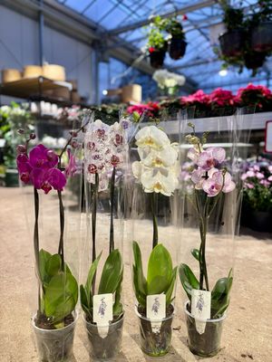 Orchidee OP=OP Orchidee OP=OP