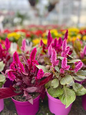 Celosia  (Pluimhanekam) OP=OP