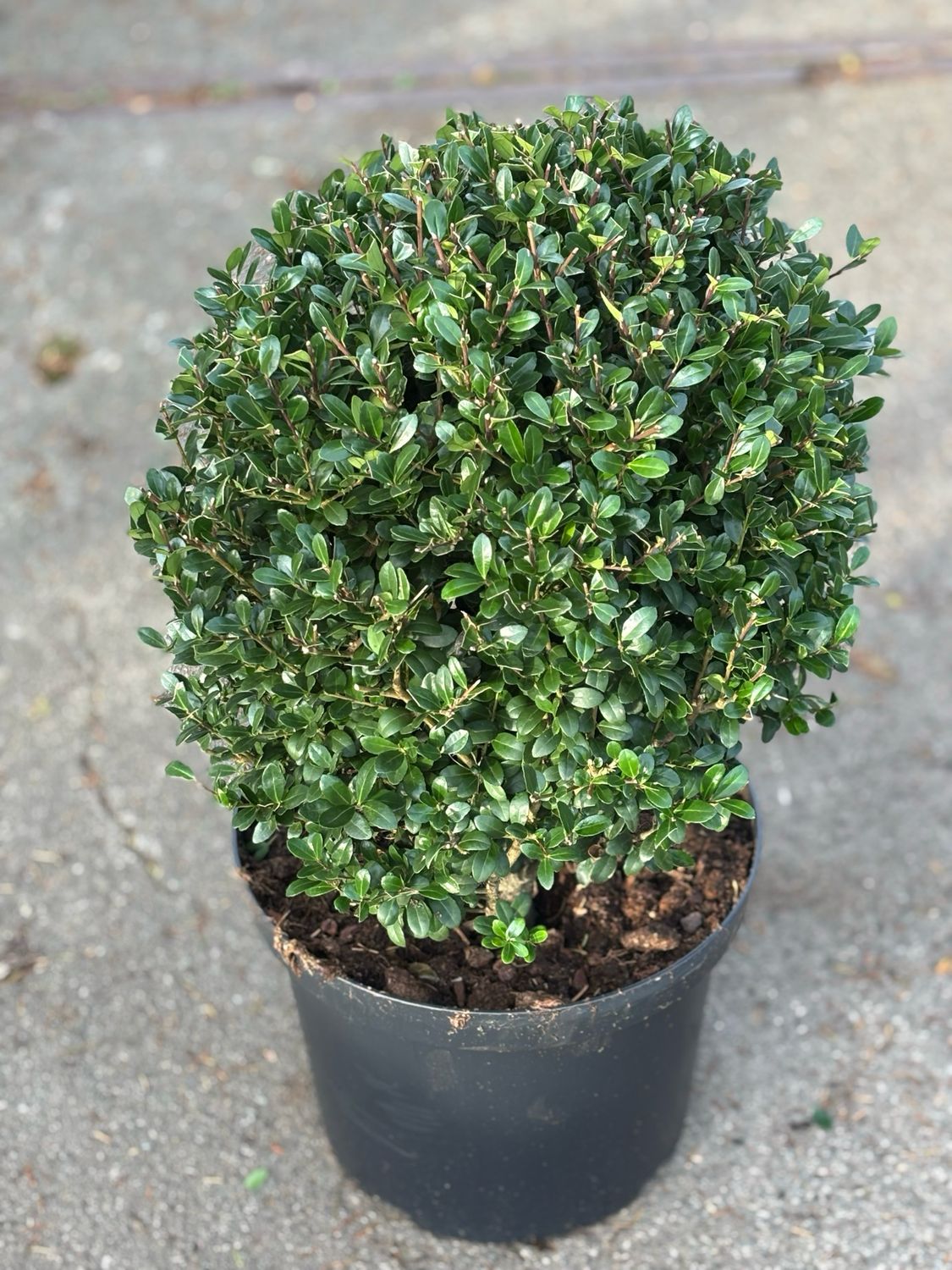 Ilex Caroline Upright bol (Japanse Hulst) OP=OP