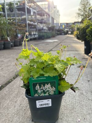 Tiarella Cordifolia (Schuimbloem) OP=OP