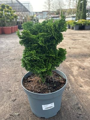 Chamaecyparis (Nana) OP=OP