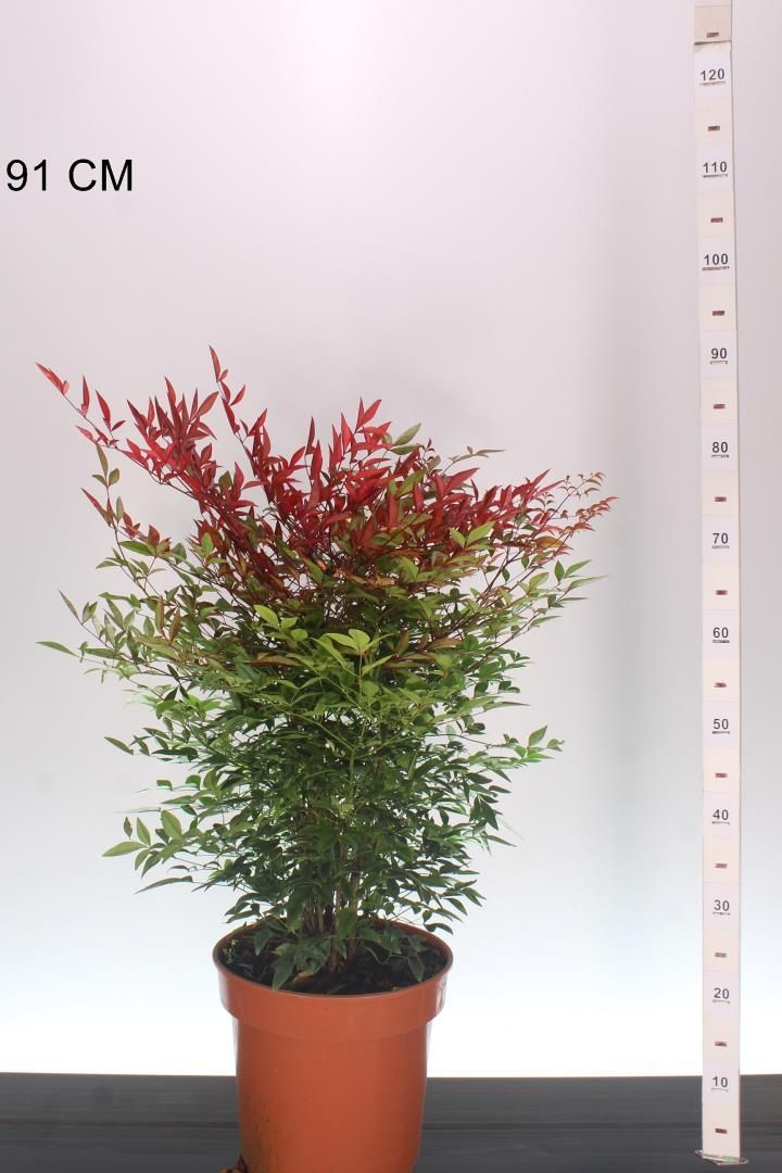 Nandina Obsessed (Hemelse bamboe) OP=OP