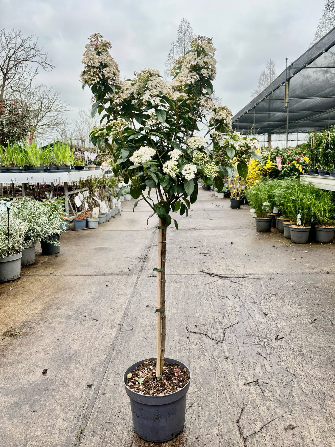 Sneeuwbal (Viburnum Tinus op stam ) OP=OP