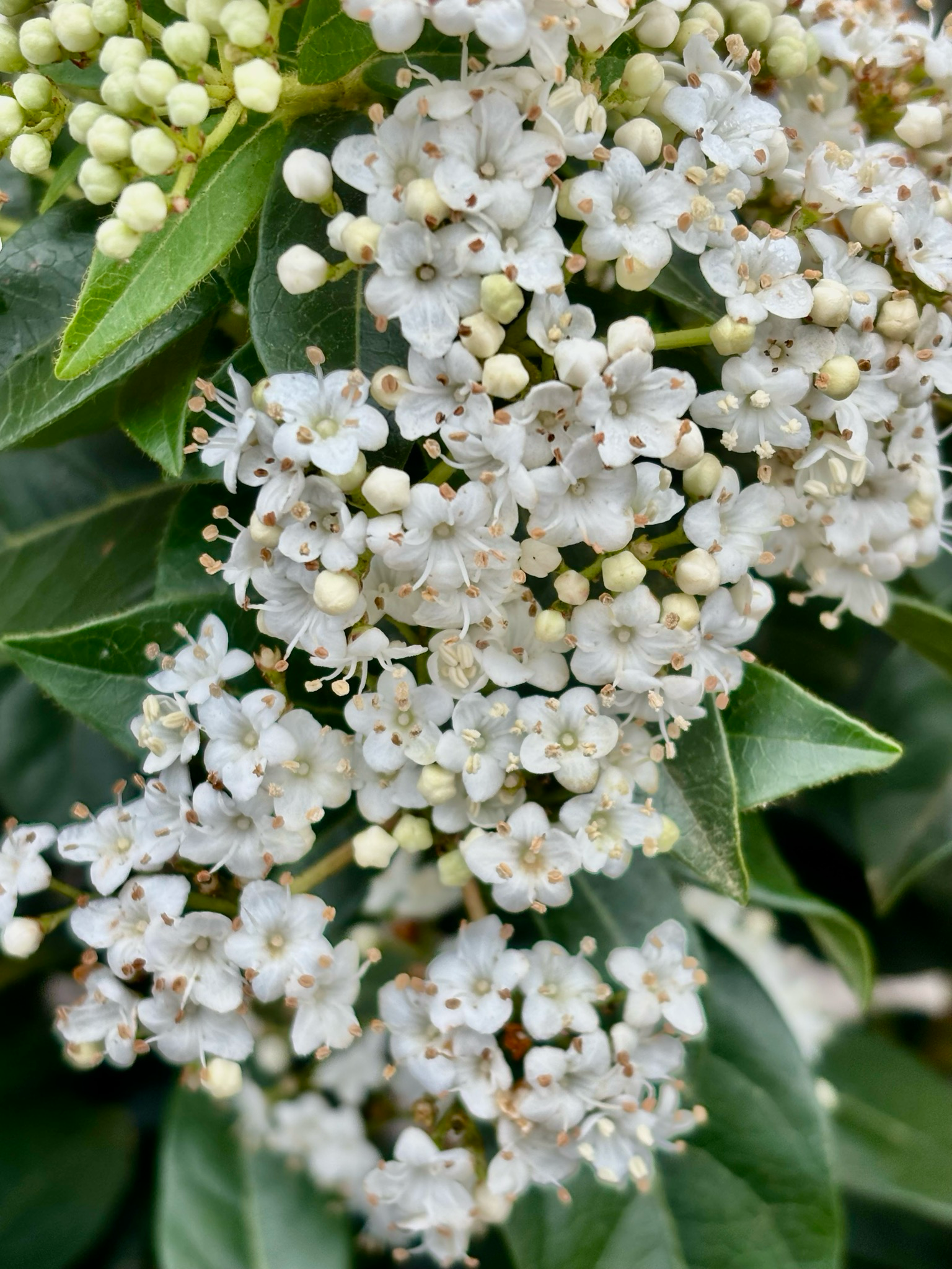 Sneeuwbal (Viburnum Tinus op stam ) OP=OP
