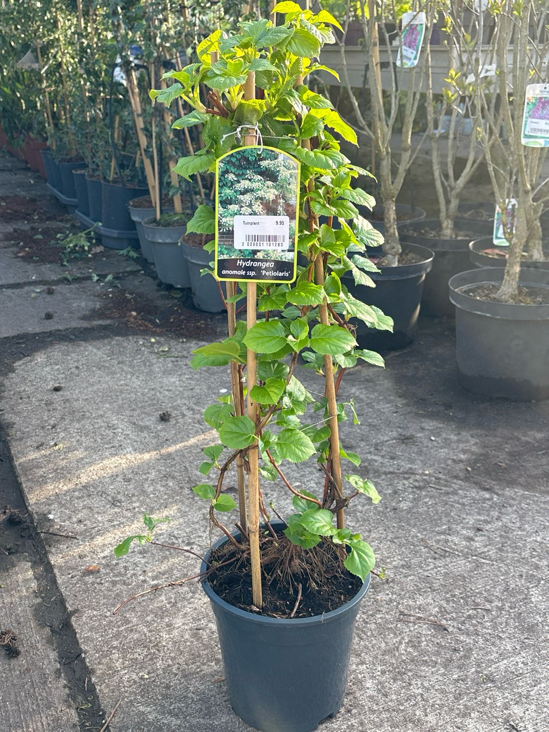 Hydrangea anomala petiolaris ( Klimhortensia) OP=OP