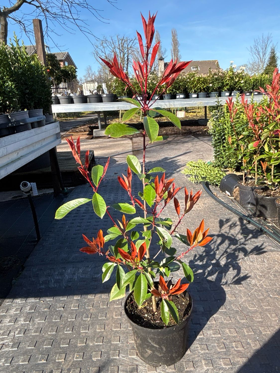 Photinia fraseri 'Red Robin' (Glansmispel) OP=OP