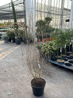 Cornus kousa var. chinensis (De Chinese kornoelje) OP=OP