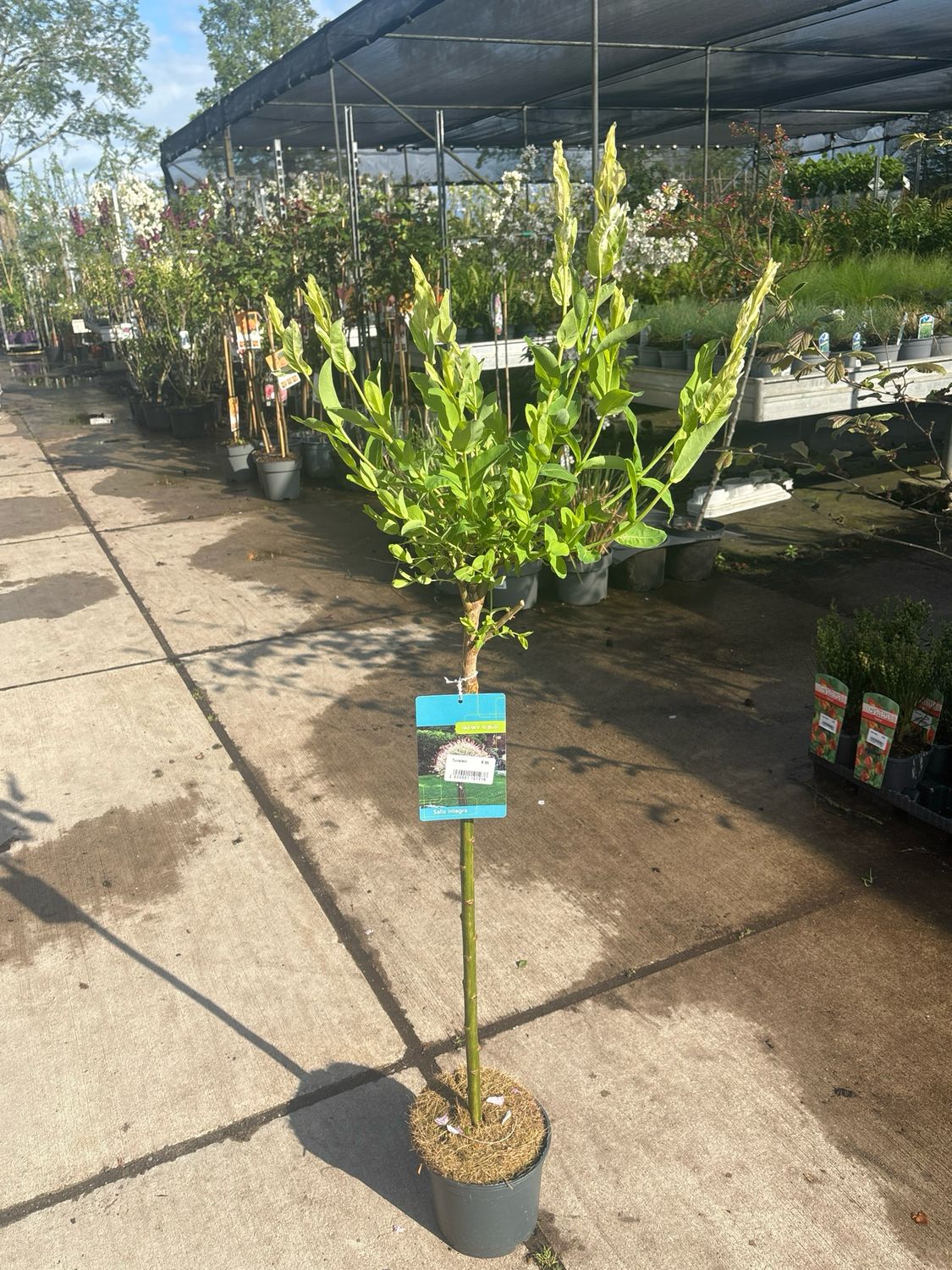 Salix integra 'Hakuro-nishiki (Wilg) OP=OP