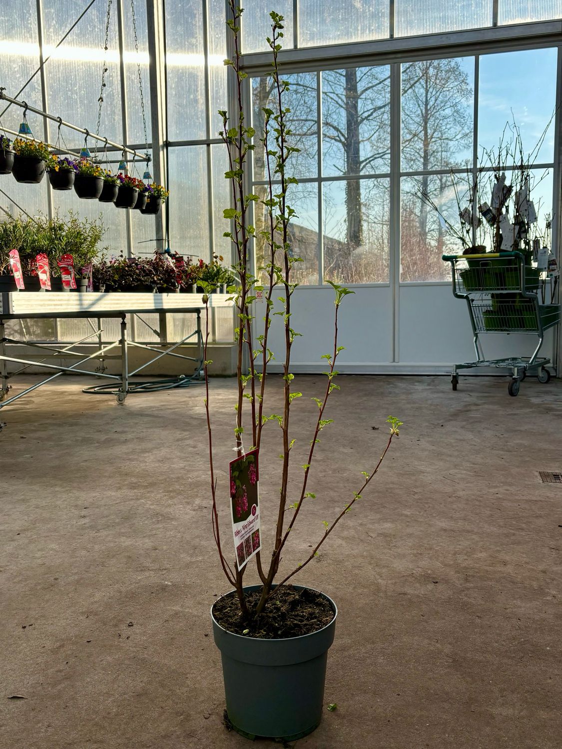 Ribes sanguineum. 'king edward vii' (Ribes) OP=OP Ribes sanguineum. 'king edward vii' (Ribes) OP=OP