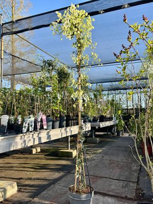 Clematis cartmanii Avalanche (Groenblijvende Clematis) OP=OP