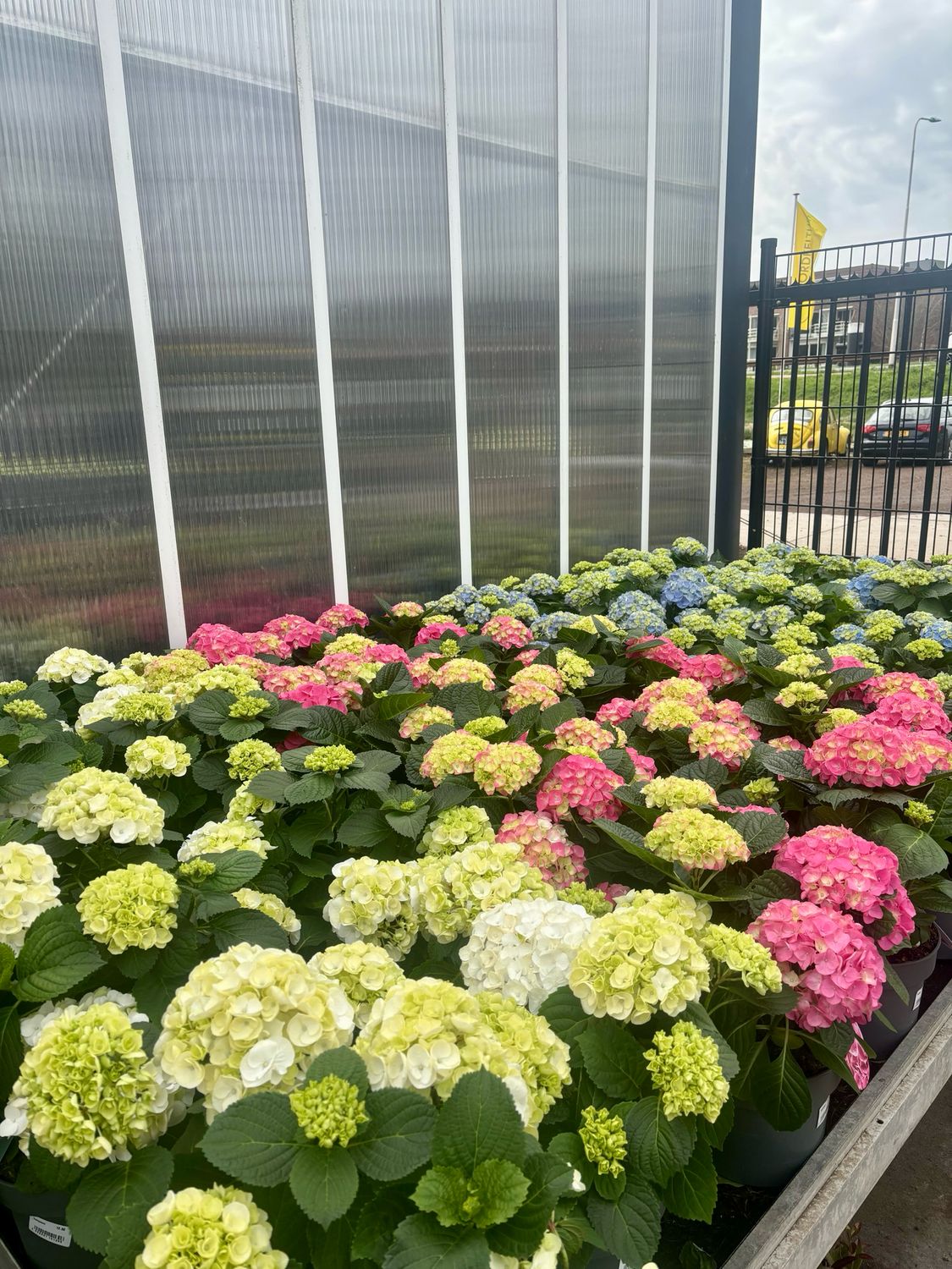 Hortensia Verschillende kleuren (Hydrangea) OP=OP