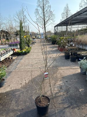 Cornus kousa Satomii (Japanse kornoelje)