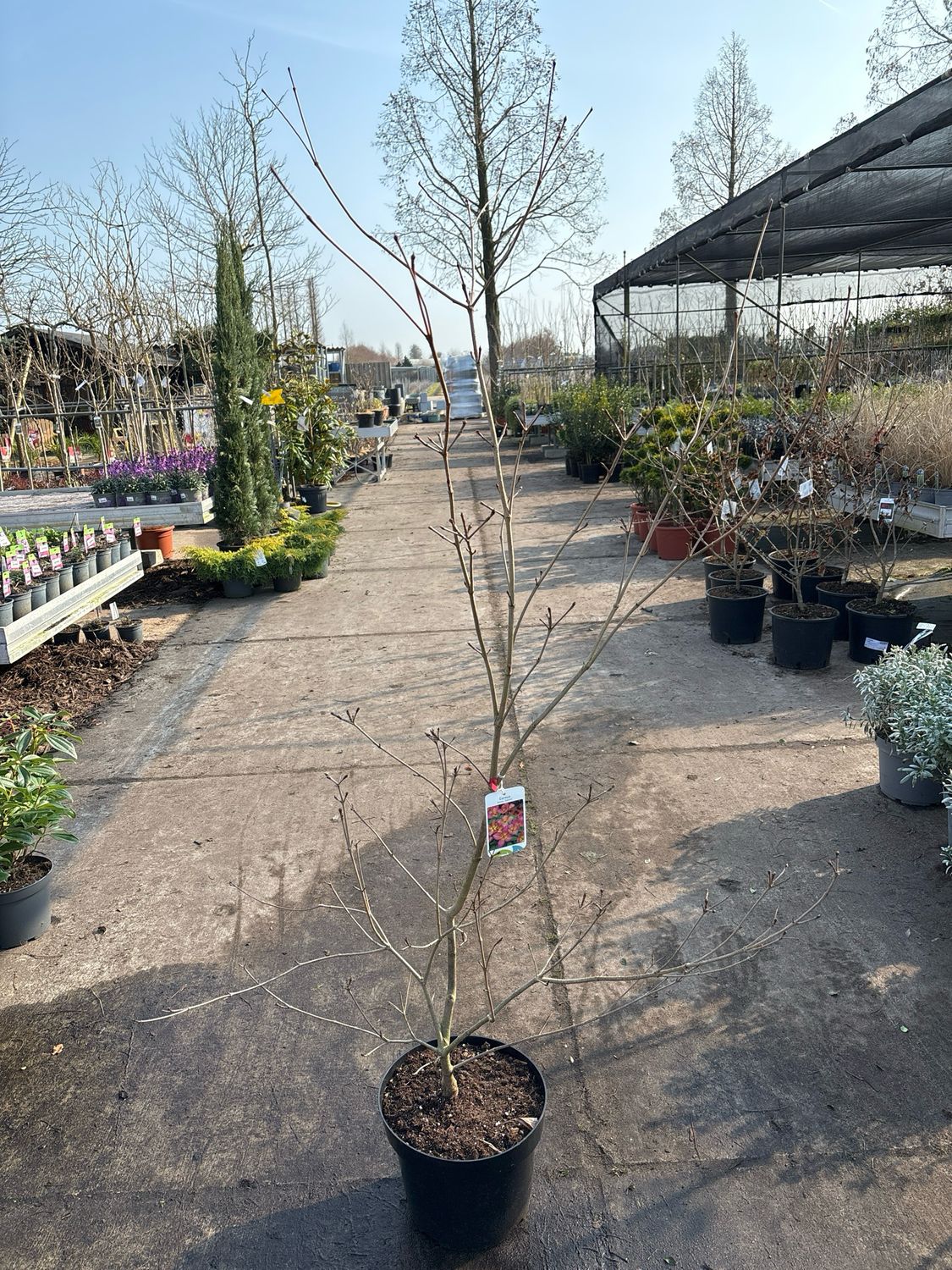 Cornus kousa Satomii (Japanse kornoelje) Cornus kousa Satomii (Japanse kornoelje)