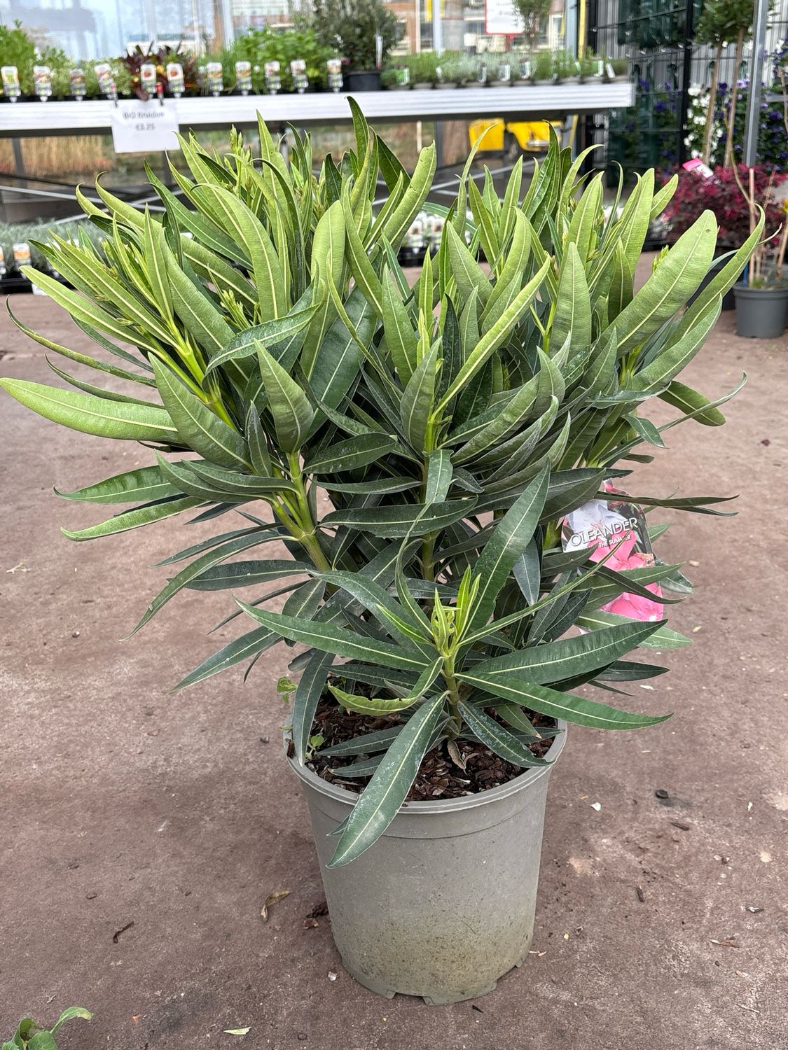 Nerium Oleander (Oleander) OP=OP